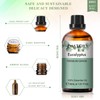 PHATOIL Eucalyptus Essential Oil 30ML, Pure Eucalyptus Essential Oils for