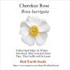 Cherokee Rose - 10 seed hips - Rosa laevigata