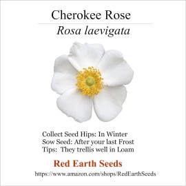 Cherokee Rose - 10 seed hips - Rosa laevigata