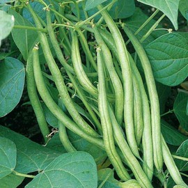 TomorrowSeeds - Improved Tendergreen Green Bean Seeds - 90+ Count - for 2025 Planting Downy Powdery Mildew Resistant Heirloom Vegetable Stringless Tender Bush String Beans Grow Your Own Home Farm