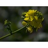 Seeds4planting - Seeds Black Mustard Heirloom Vegetable for Planting Non