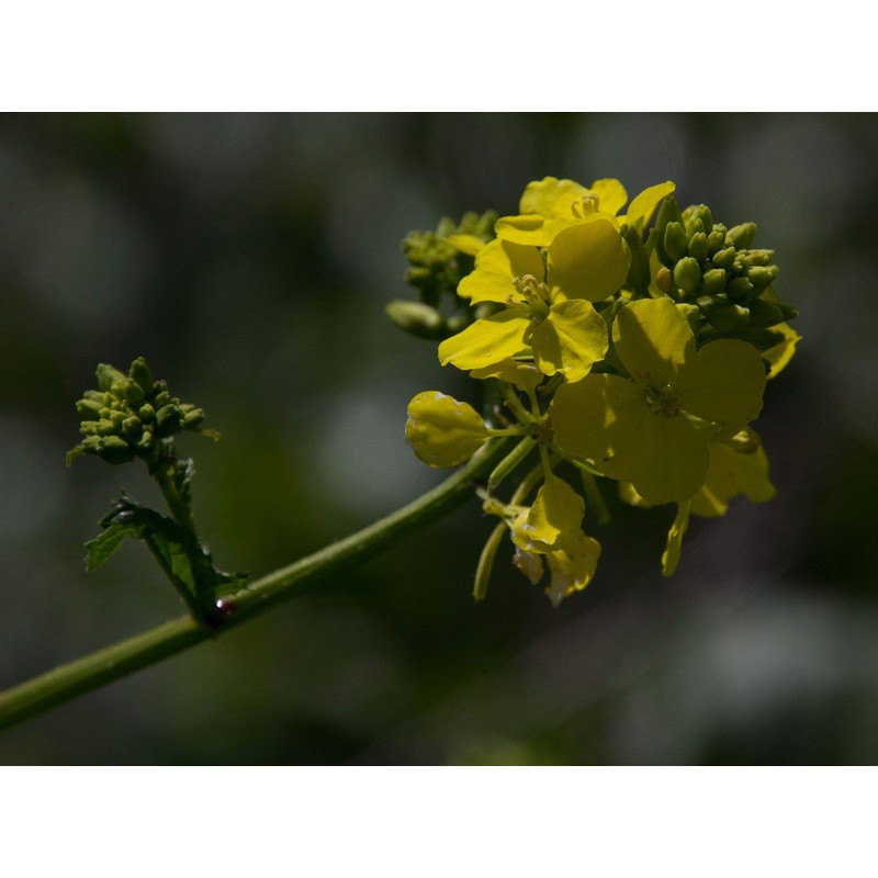 Seeds4planting - Seeds Black Mustard Heirloom Vegetable for Planting Non