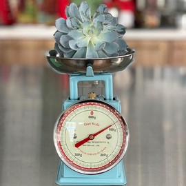 ダルトン(Dulton) ダイエットスケール 500g サックス 100-126 本体:スチール 皿:ステンレス 中国 BSK8605