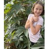 Castor Bean Ricinus communis Tropical Plant Premium Seeds for Planting