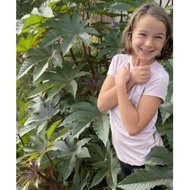 Castor Bean Ricinus communis Tropical Plant Premium Seeds for Planting Packet
