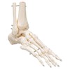 3B Scientific A31 Foot and Ankle Skeleton Model + free