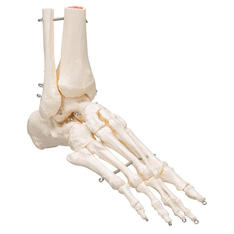 3B Scientific A31 Foot and Ankle Skeleton Model + free