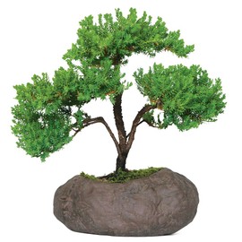 Brussel's Bonsai Live Green Mound Juniper Bonsai Tree - Medium, 5 Year, 6 to 10 Inches - Outdoor Bonsai Tree Live with Rock Bonsai Pot