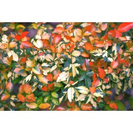 Summer Sunset Jasmine I 1 Large Gallon Size Plant I Trachelospermum Asiaticum I Live Radiant Orange-Red Flowers for Full Sun Gardens, Drought-Tolerant, Vibrant Blooms