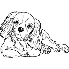 'Cavalier King Charles Spaniel' Rubber Stamp - Unmounted Design for Crafting & Scrapbooking, A8 (RS00040061)