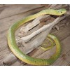 Large Realistic Green Snake Replica - Rubber