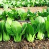 Nygardenia 1000pcs 'All Year Round' Chinese Cabbage Seeds - Heirloom