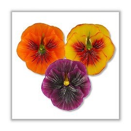 Pansy Flower Floating Candles - Primary - 2¼" - (Set of 3)