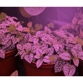 Miracle LED Craft Lighting Periwinkle Purple Magic Red & Blue Spectrum LED Grow Light Bulb Replacing 150W (4-Pack)