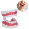 Dental Teaching Teeth Model 2X Magnifying Teeth Model Dentist Teaching