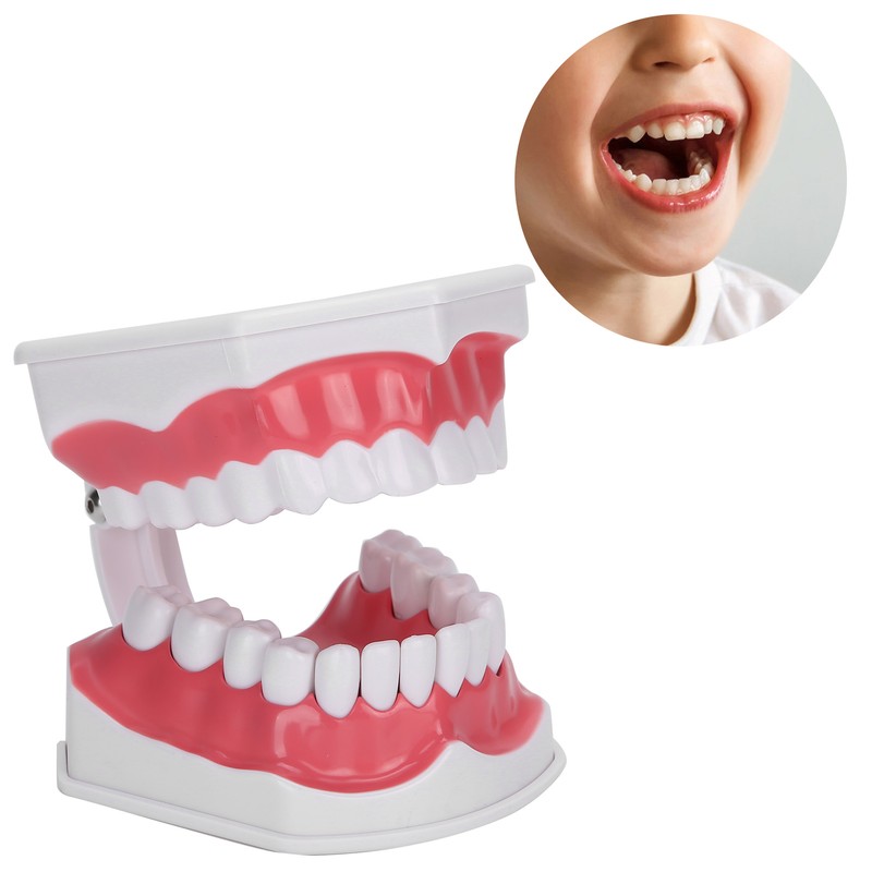 Dental Teaching Teeth Model 2X Magnifying Teeth Model Dentist Teaching