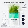 ACTA Matcha Energy Tea - High Caffeine Green Tea for