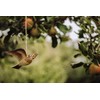 WILDLIFEGARDEN Wildlife Garden WG4446 DecoBird Flying Field Lark - Hand