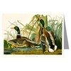 Twelve Assorted Notecards Of John James Audubon Celebrated Illustrations Of