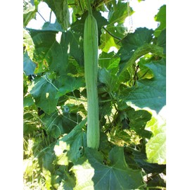 TomorrowSeeds - Extra Long Smooth Luffa Gourd Seeds - 50+ Count - for 2026 Planting Smooth Aegyptiaca Sponge Egyptian Cucumber Loofah Bitter Squash Melon Asian Garden Grow Your Own Home Farm Patio