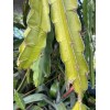 Cactus 2X Queen 12" CACTUS ORCHIDs NIGHT BLOOMING CEREUS