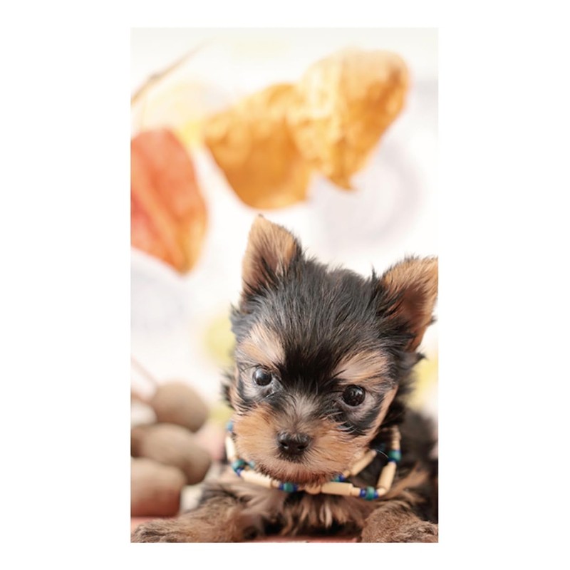 2026 Calendar Puppy (Tabletop)