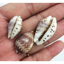 PEPPERLONELY 25PC Day-Break Cowry Sea Shells, Palmadusta Diluculum Shells, 3/4 Inch ~ 1-1/4 Inch