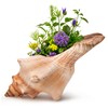 Giant Natural Conch Shell, Striped Fox Conch Seashell 6 inches,