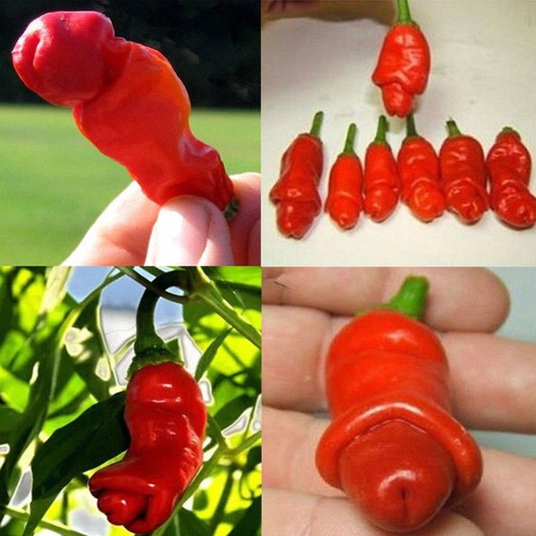 10 Pepper Chili Seeds, Organic Special Capsicum Penis Chili, Home Garden Planting by Chilli-Willy