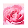 [1+1] Nuxe Berry Rose Melting Cleansing Milk 200ml / [1+1]
