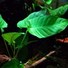 Planterest - Anubias Barteri Striped Mother Potted XXL Live Aquarium