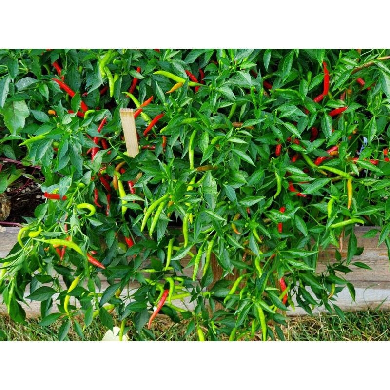 home grown Thai Chilli Super 30+ HEIRLOOM Seeds Very High