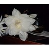 2 pcs 8" - 10" Cuttings Queen of The Night