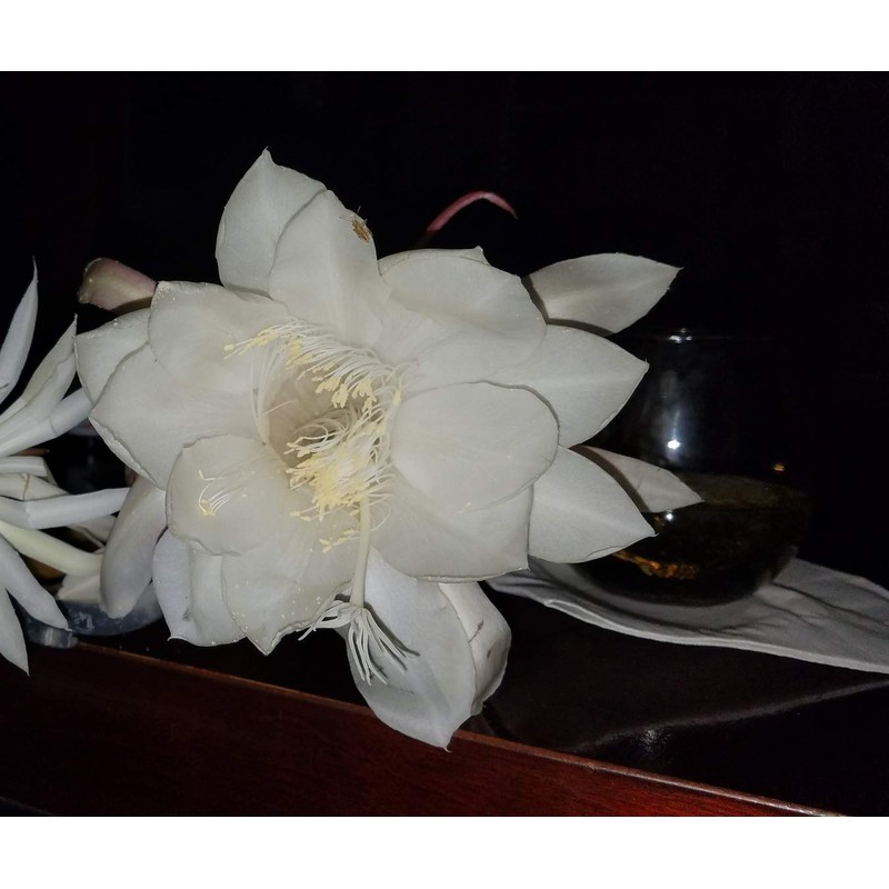 2 pcs 8" - 10" Cuttings Queen of The Night