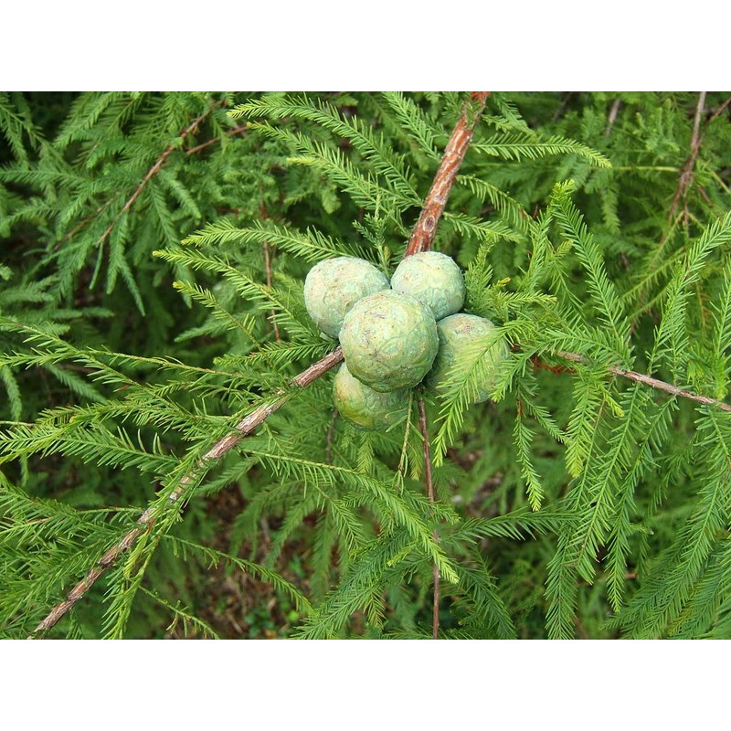 Bald Cypress | 10 Live Trees | Taxodium Distichum |