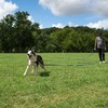 Hi Kiss Dog/Puppy Obedience Recall Training Agility Lead - 15ft