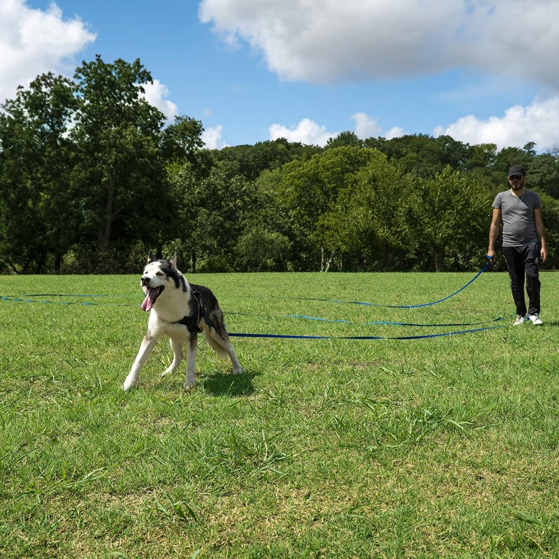 Hi Kiss Dog/Puppy Obedience Recall Training Agility Lead - 15ft