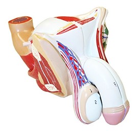 Walter Products B10449 Male Genital Model, Life Size, 4-Parts