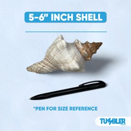 Tumbler Home Large Conch Sea Shells for Decorating or Fish Tank, Coastal & Nautical Decor, Air Plant Holder, Aquarium Ornaments, Big Sea Shell, Decorative Seashells, Beach Party Decor (Fox)