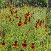 Outsidepride Mexican Hat - 10000 Seeds