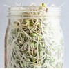 Handy Pantry Sprouting Jar Strainer Lid, BPA Free | Fits