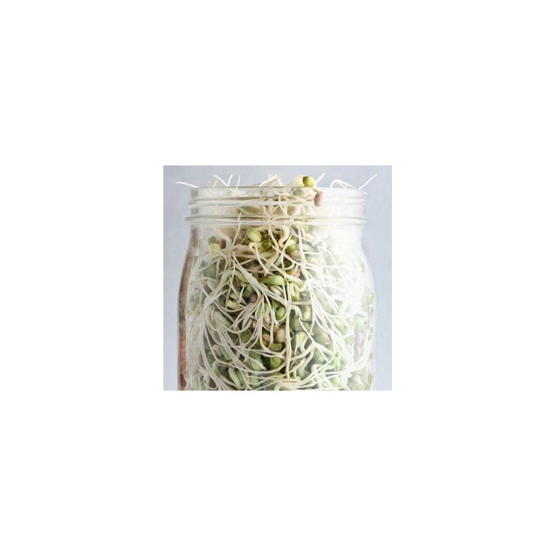Handy Pantry Sprouting Jar Strainer Lid, BPA Free | Fits