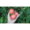 NIKA SEEDS - Seeds Vegetable Tomato Glory Red - 25