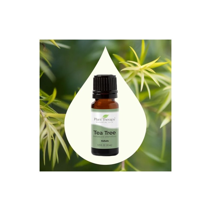 Plant Therapy Aceite Esencial De Arbol De Te En Roll