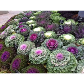 Seeds4planting - Flowering Kale Large-Leaf Mix Giant Heirloom Cabbage Ornamental Vegetable Non GMO for Planting