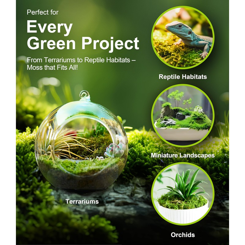Live Moss – Eurohypnum Moss (3 Sheets, Each Approx. 3.5"x7")