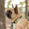 Tella & Stella - Dog Collar for Small Dog -