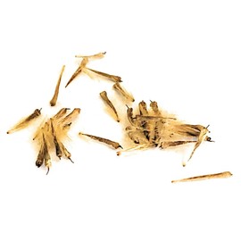 Sycamore Tree Seeds - Wild-Crafted Hand Harvested in Iowa, USA (Pack of 25)