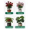 12 Pack Plant Support Stakes, 10" W x 16" H