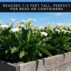 3 White Calla Lily Bulbs for Planting – Large, Healthy